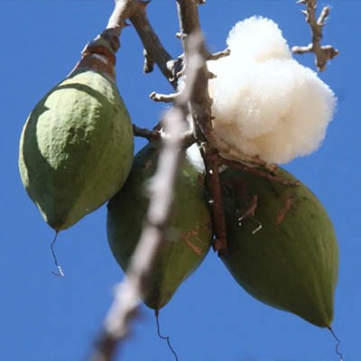 flor-de-ceiba